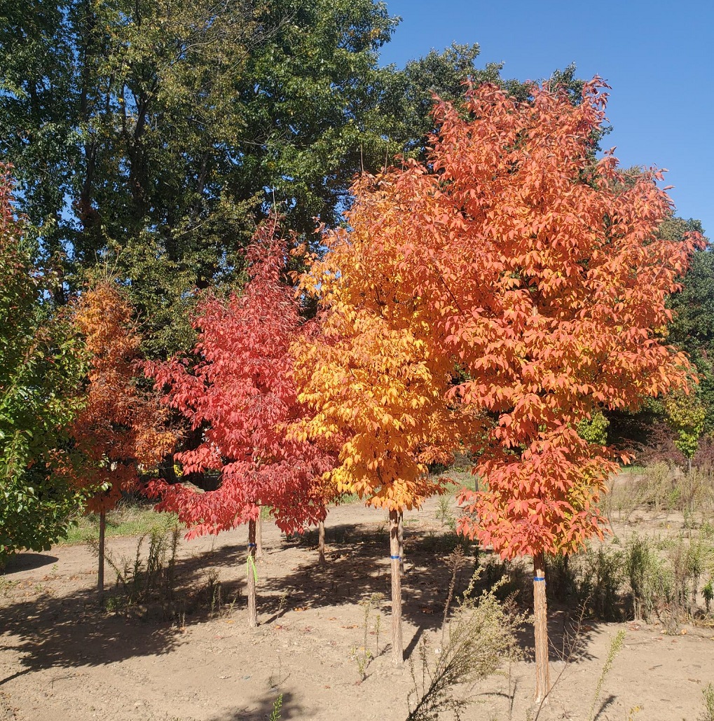 Acer Triflorum