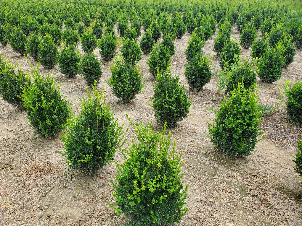 Buxus Green Mountain Pyramid