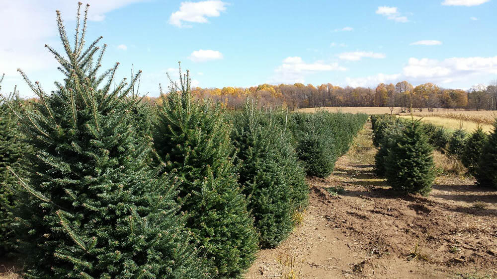 Abies BalsamWeb