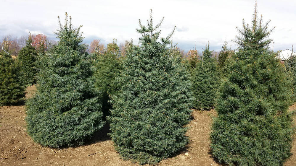 Abies ConcolorWeb