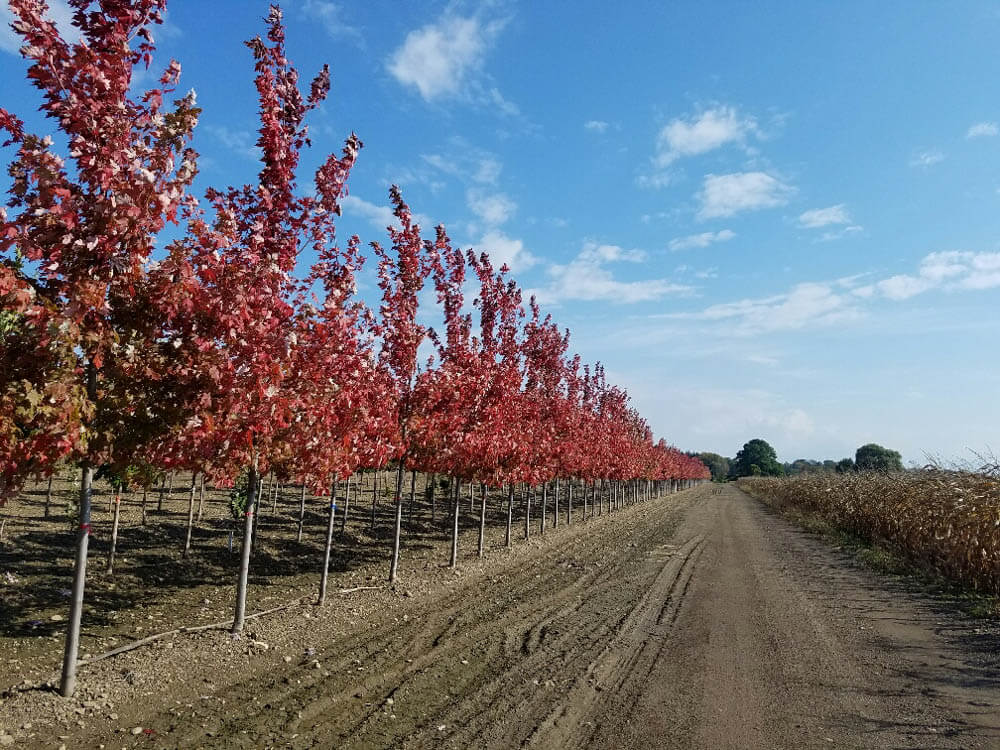 Acer Autumn BlazeWeb