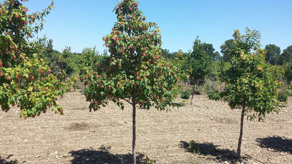 Acer Ginnala FlameWeb