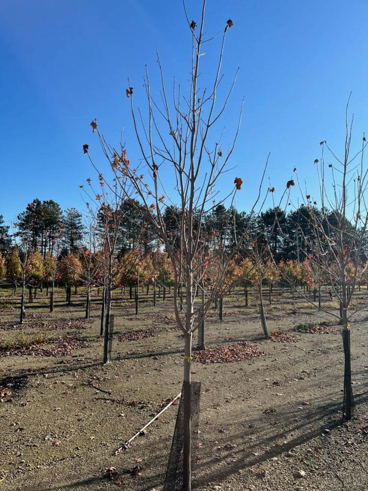 Acer Green ColumnWeb