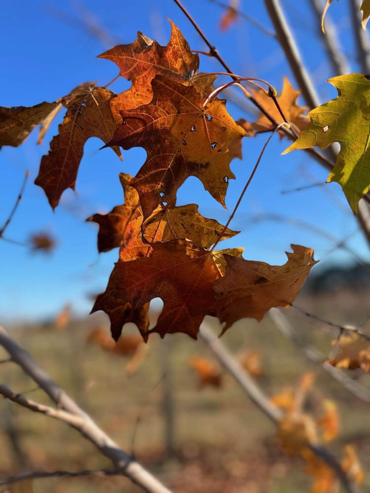 Acer Green MountainWeb