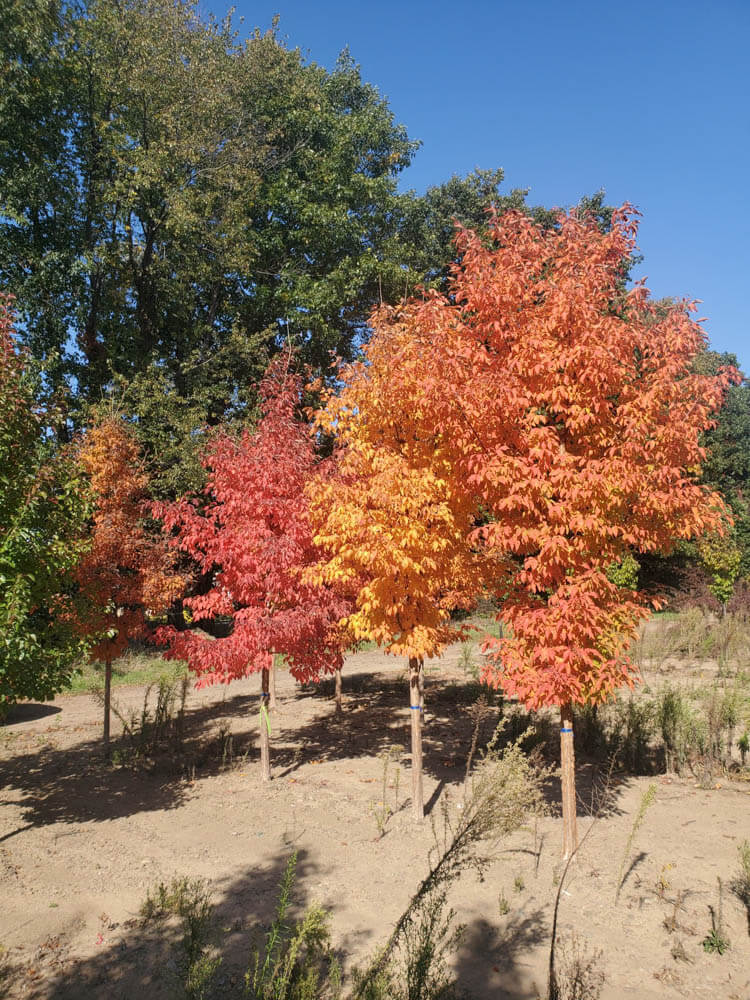 Acer TriflorumWeb