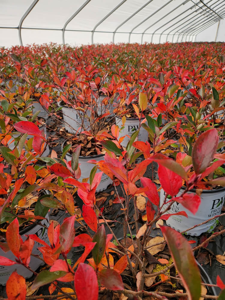 Aronia LowscapeWeb