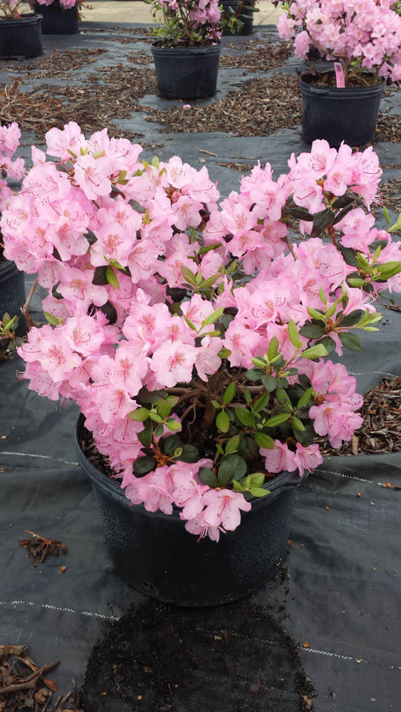 Azalea BubblegumWeb