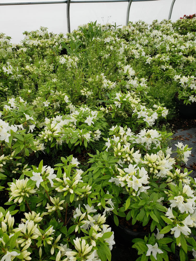 Azalea Cascade 2Web