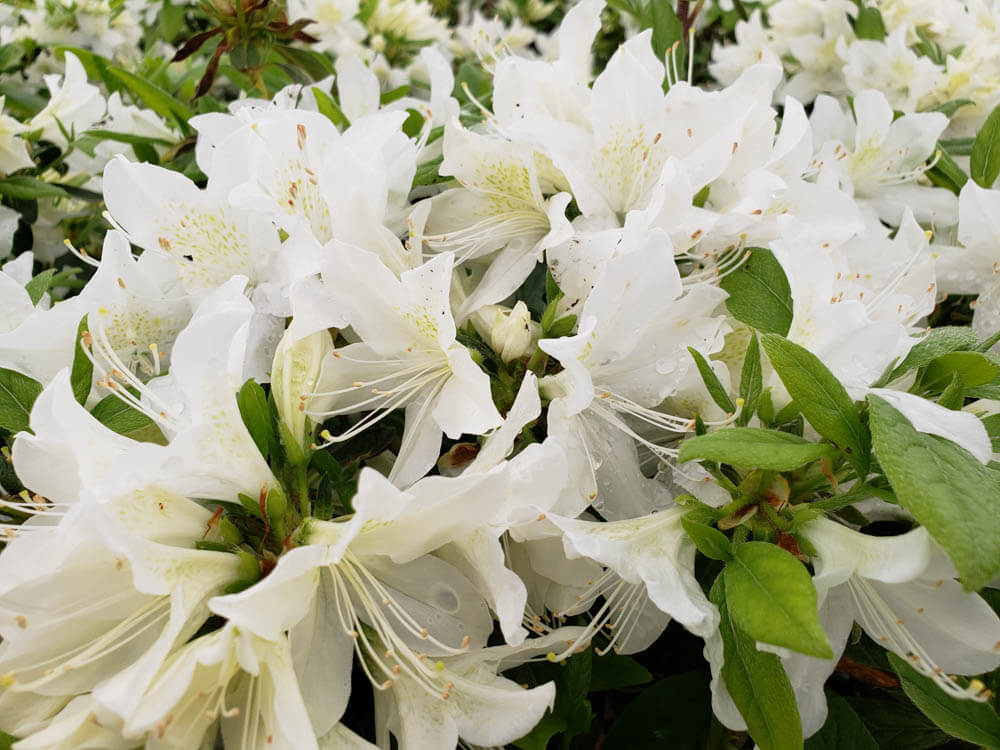 Azalea CascadeWeb