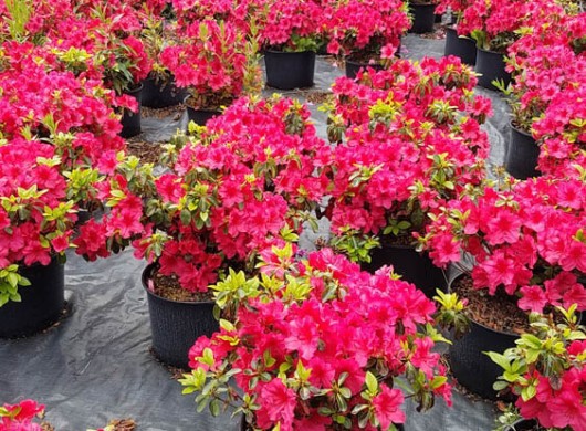Azalea CrimsonWeb