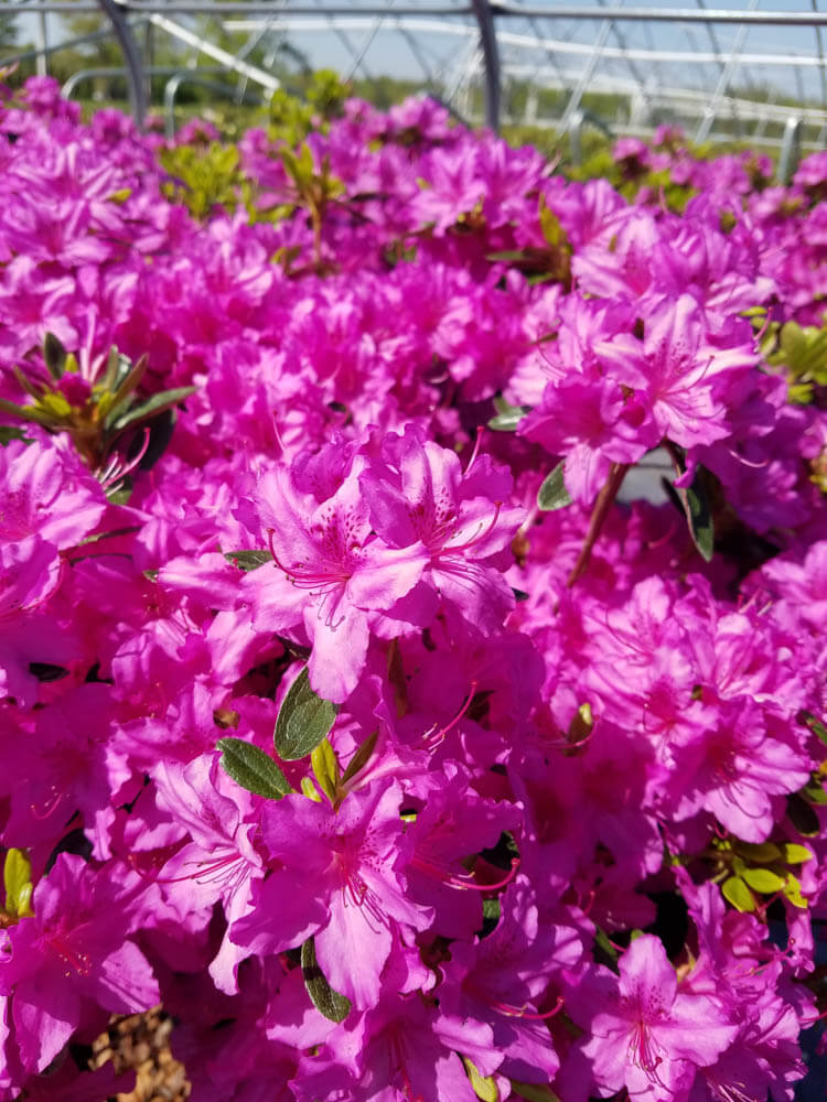 Azalea KarenWeb