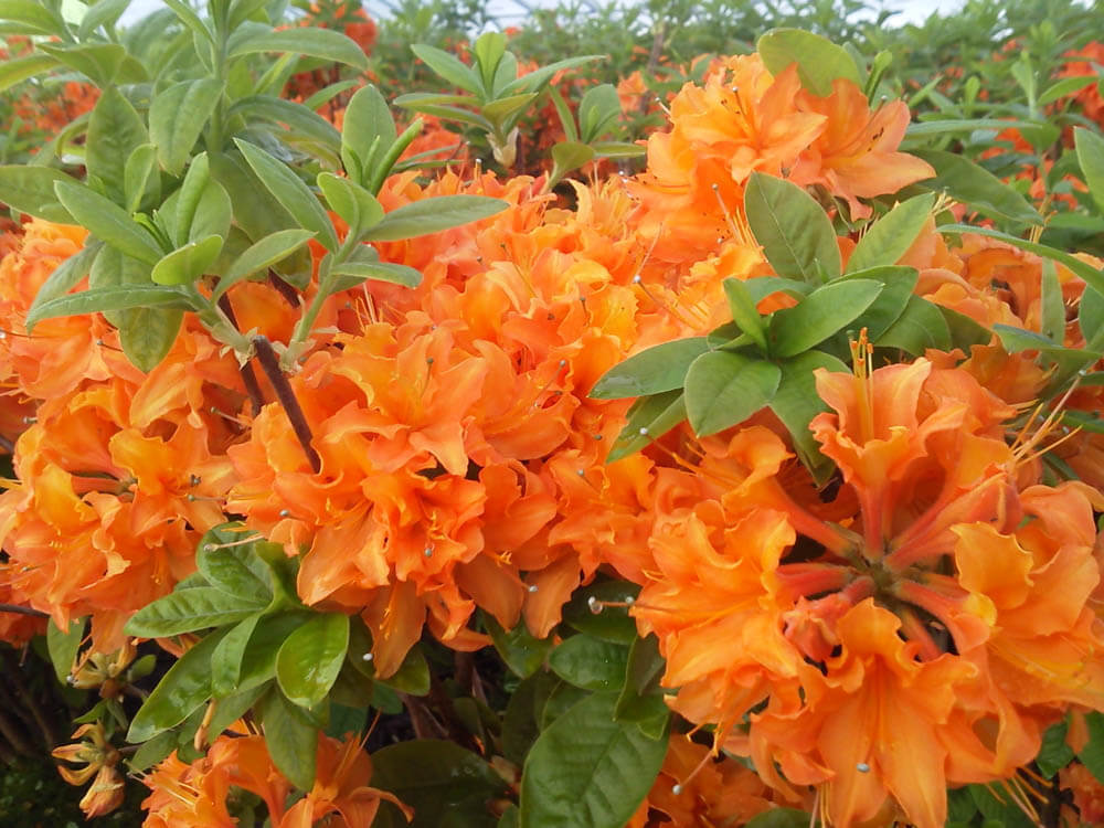 Azalea Mandarin LightsWeb