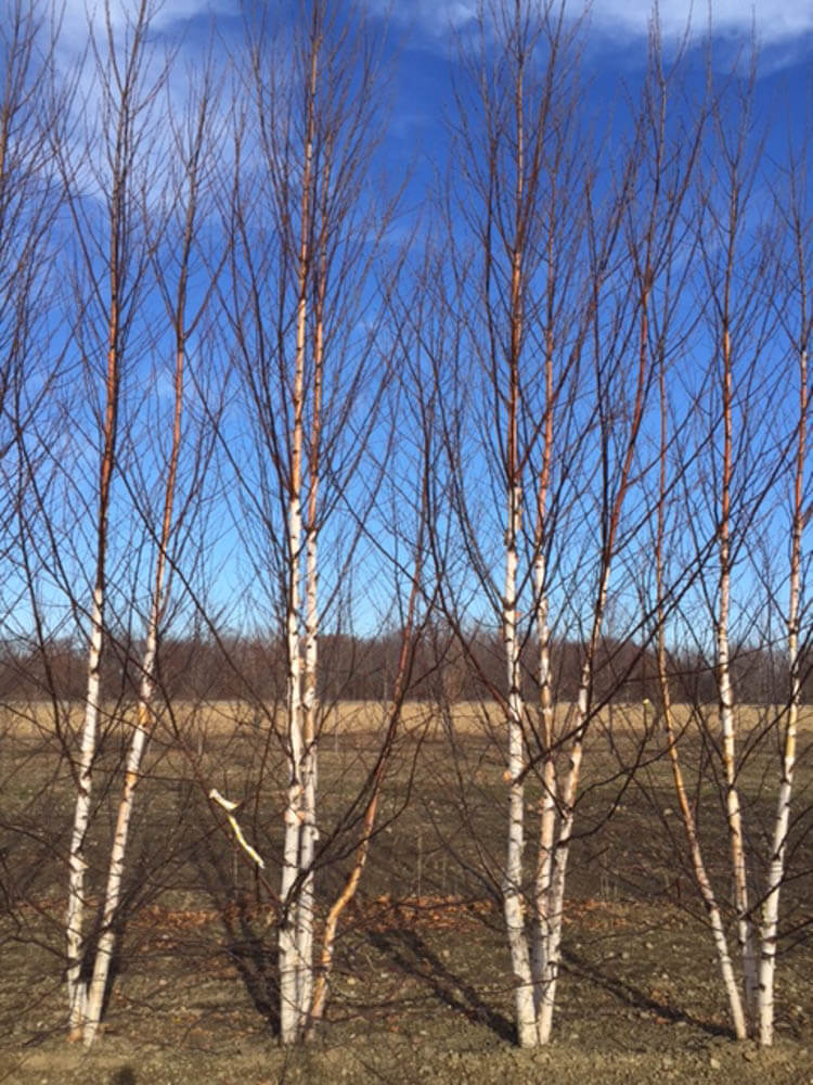 Betula OasisWeb