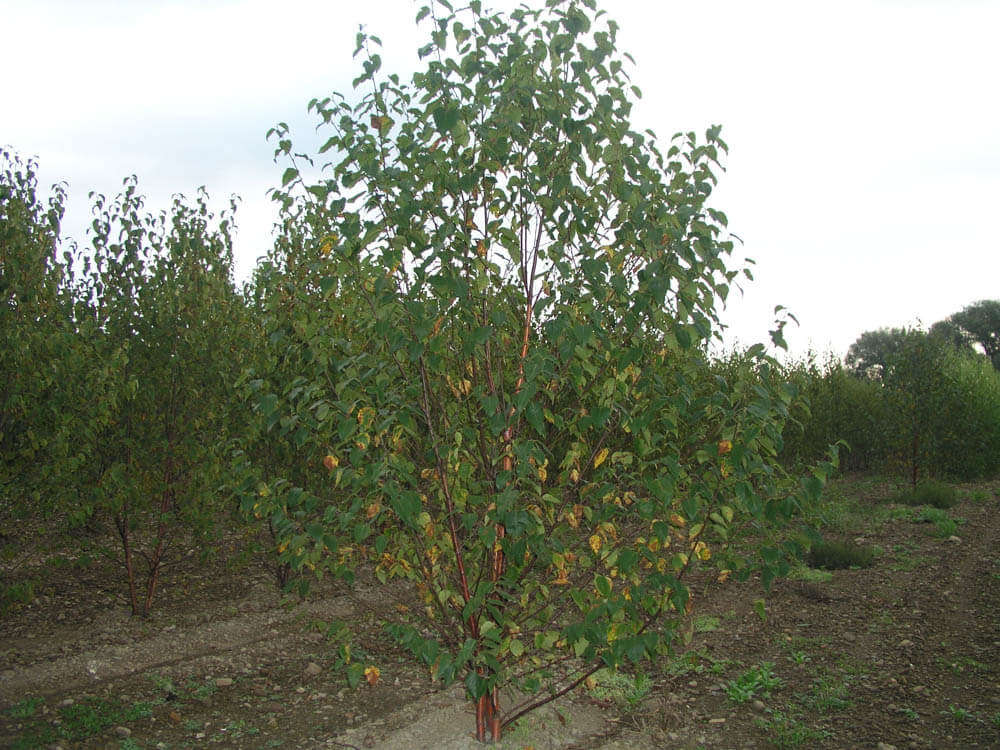 Betula ReflectionWeb