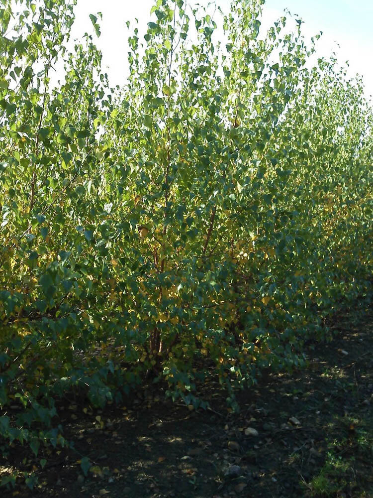 Betula WhitespireWeb