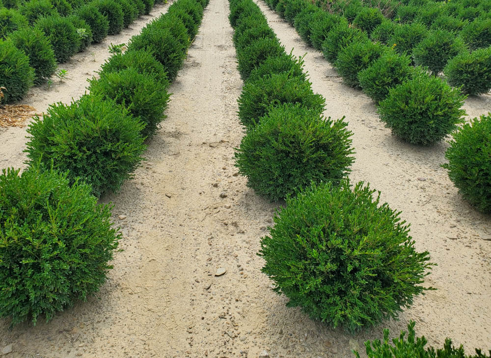 Buxus Green GemWeb