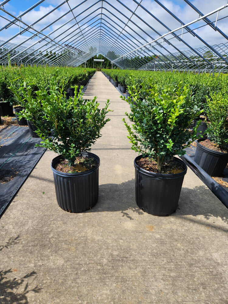 Buxus Green Mountain Columnar ContainerWeb