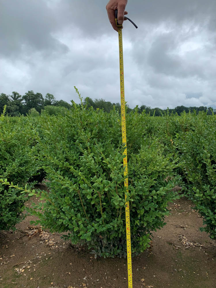 Buxus Green Mountain ColumnarWeb