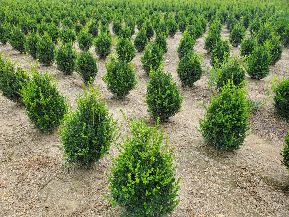 Buxus Green Mountain PyramidWeb