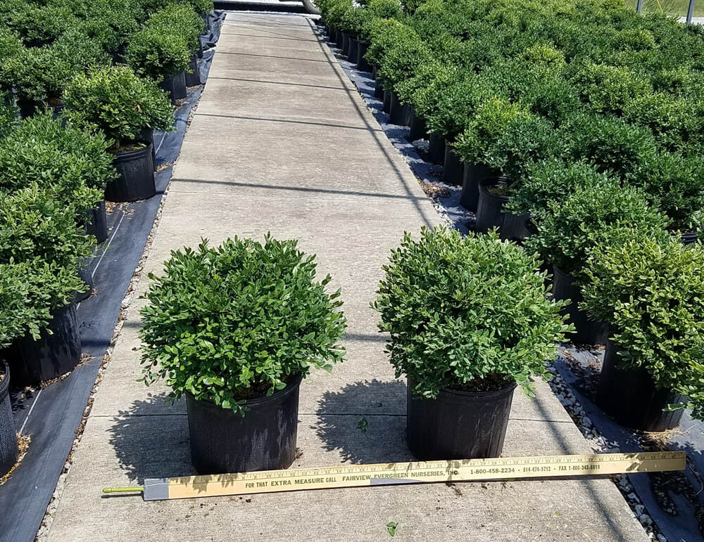 Buxus Green Velvet ContainerWeb