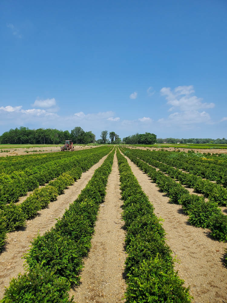 Buxus Green VelvetWeb