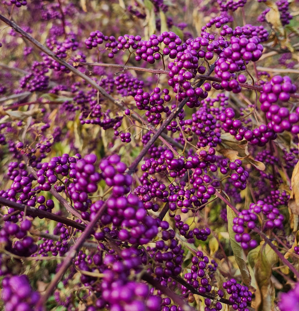 Callicarpa Early AmethystWeb