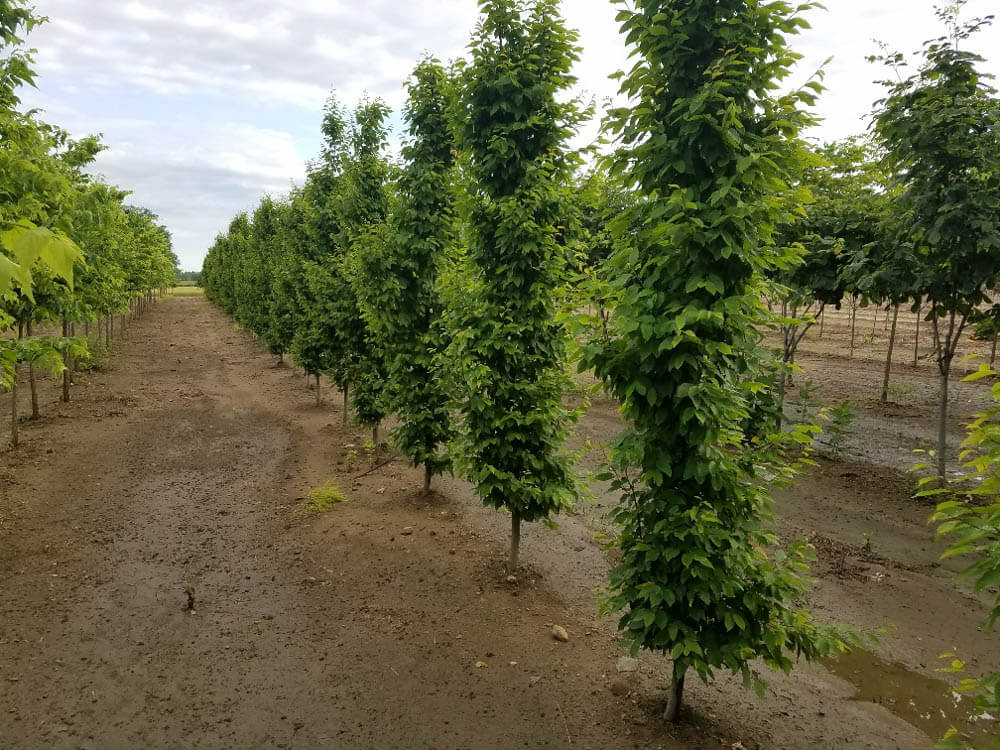 Carpinus Frans FontaineWeb