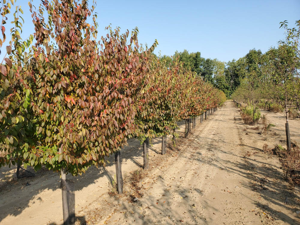 Carpinus Native FlameWeb