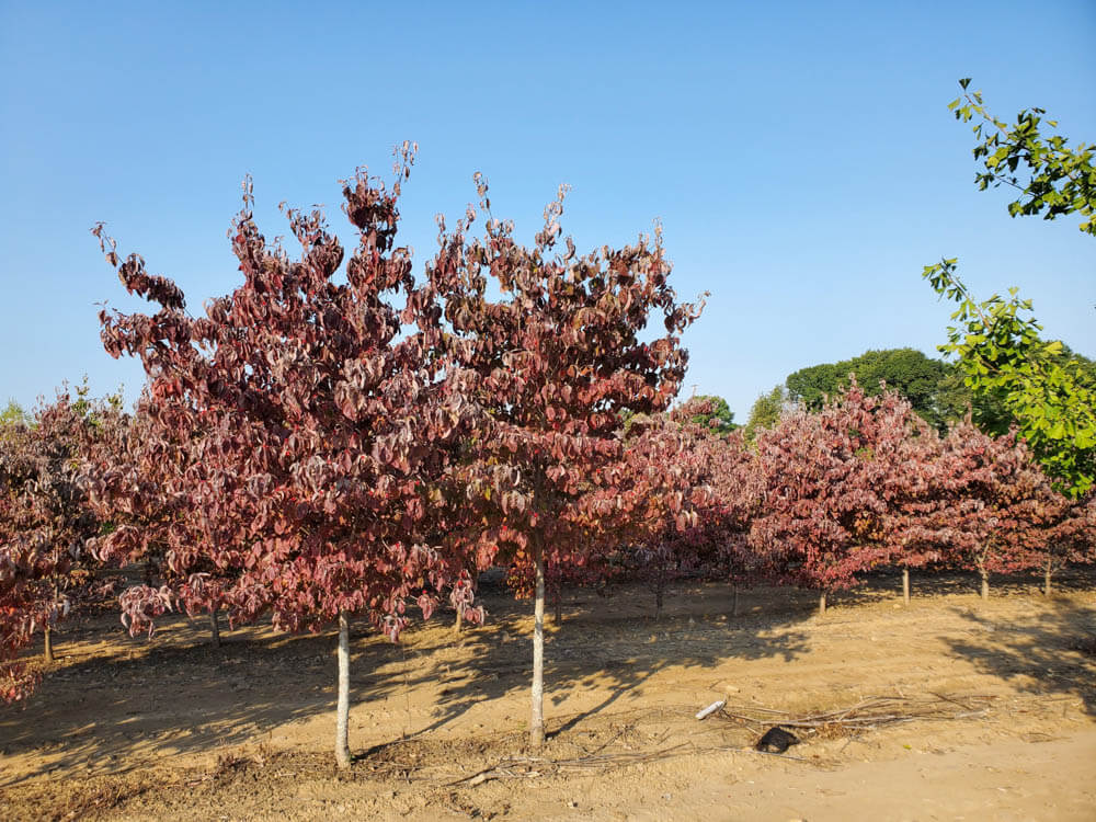 Cornus FloridusWeb