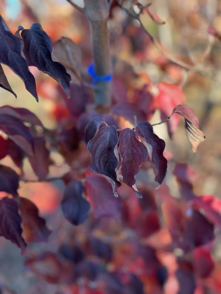 Cornus KousaWeb