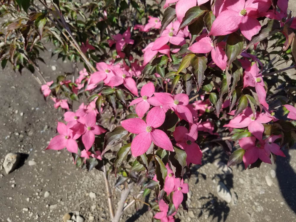 Cornus Scarlet FireWeb