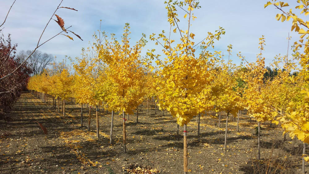 Ginkgo BilobaWeb