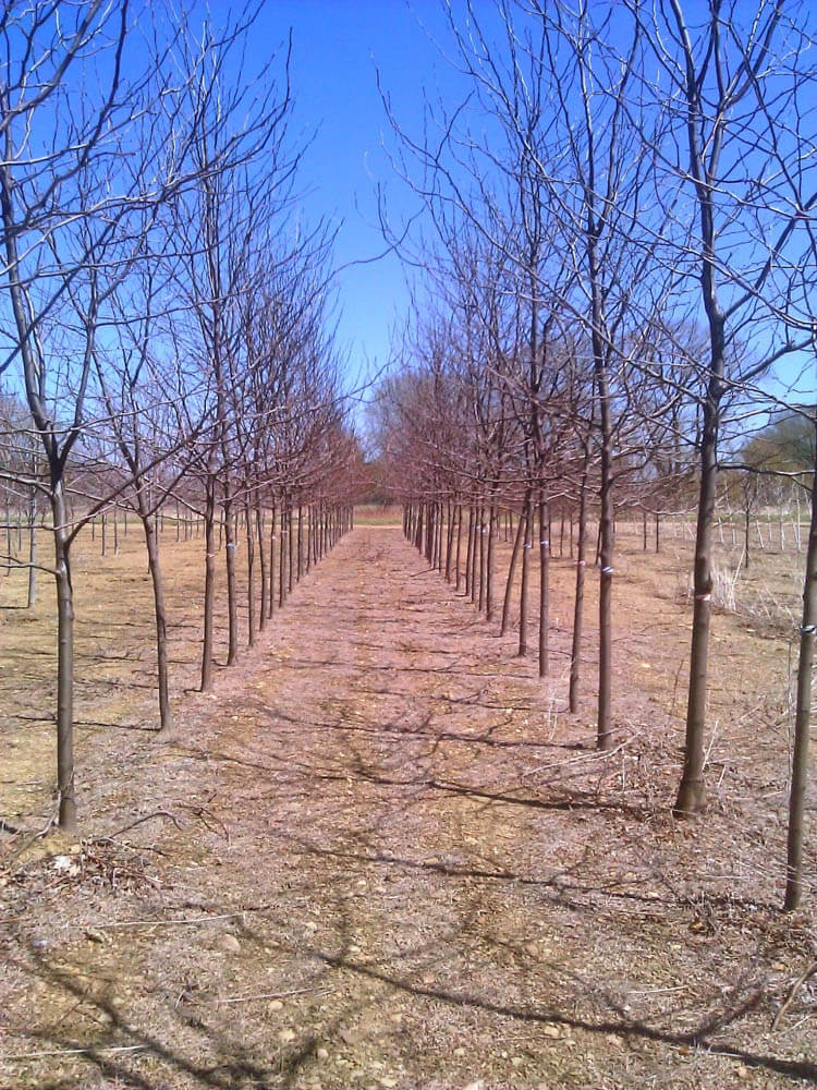 Gleditsia SkylineWeb