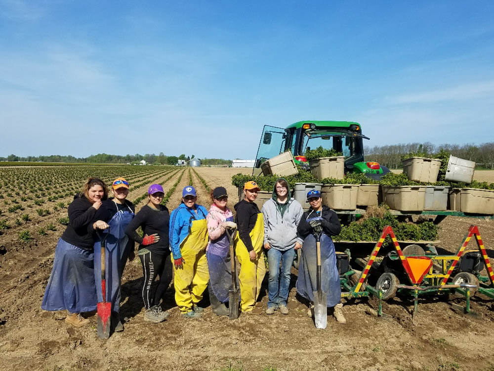 Greenhouse crew plants boxwood v2 5 18Web