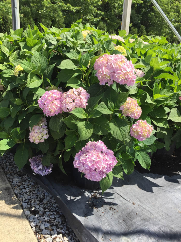 Hydrangea All Summer BeautyWeb