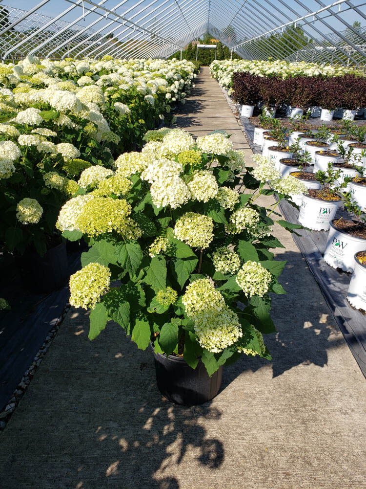 Hydrangea AnnabelleWeb