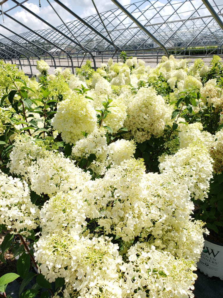 Hydrangea BoboWeb