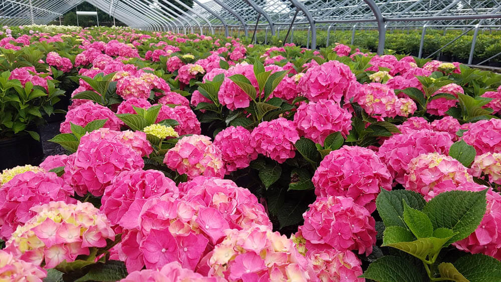 Hydrangea HortenseWeb