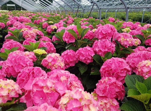 Hydrangea HortenseWeb