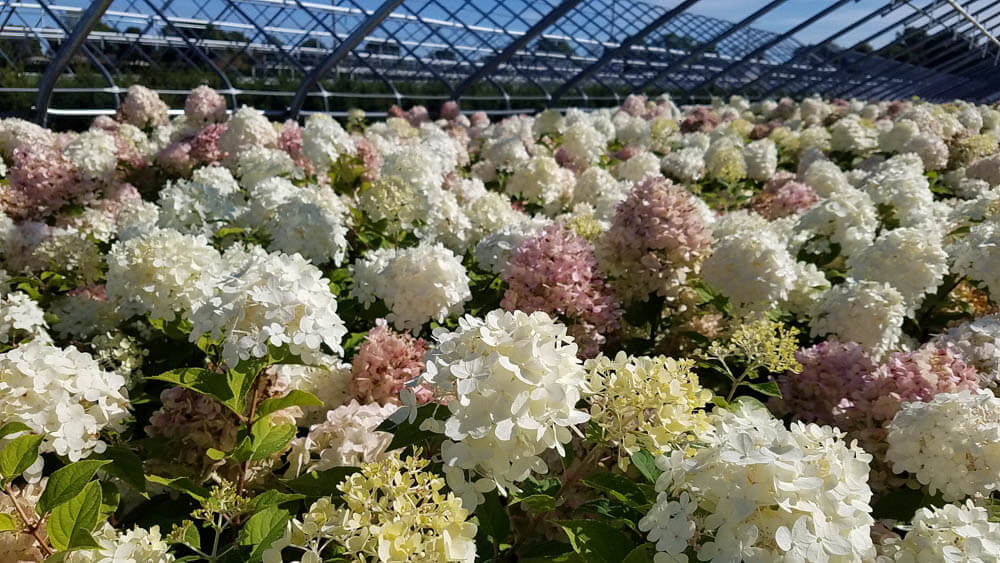 Hydrangea LimelightWeb