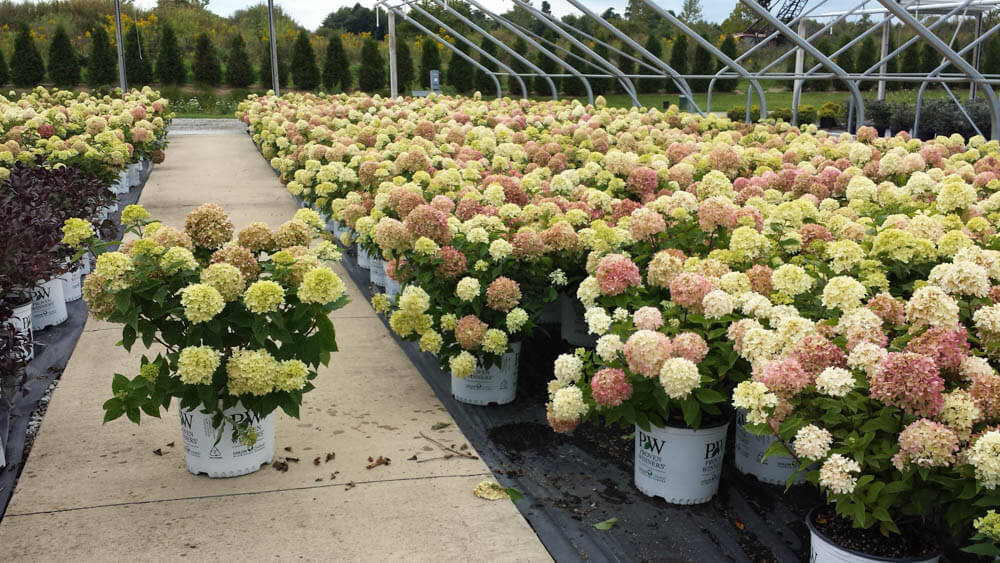 Hydrangea Little LimeWeb