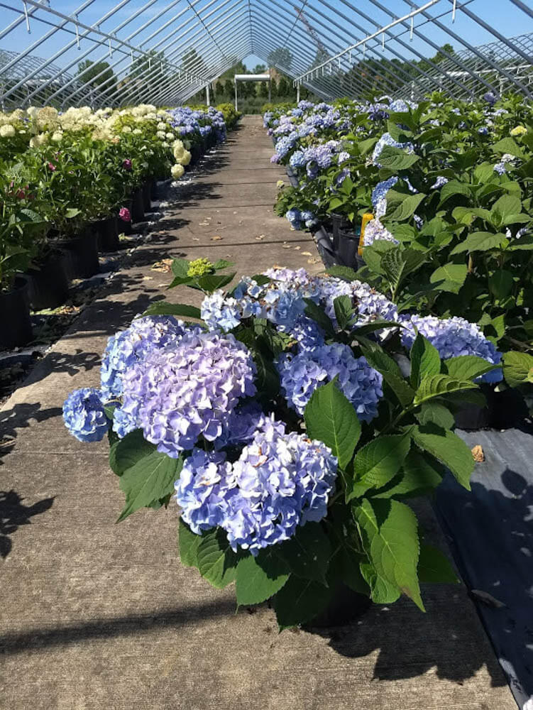 Hydrangea Nikko BlueWeb