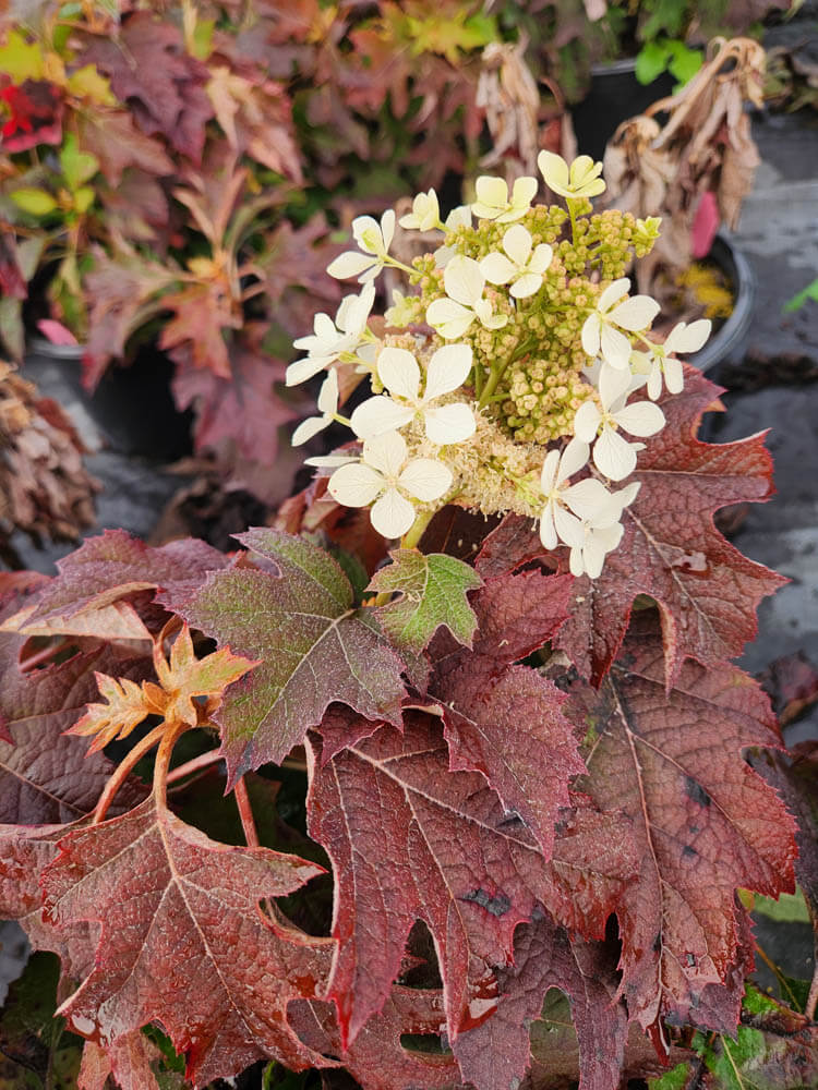 Hydrangea Pee WeeWeb