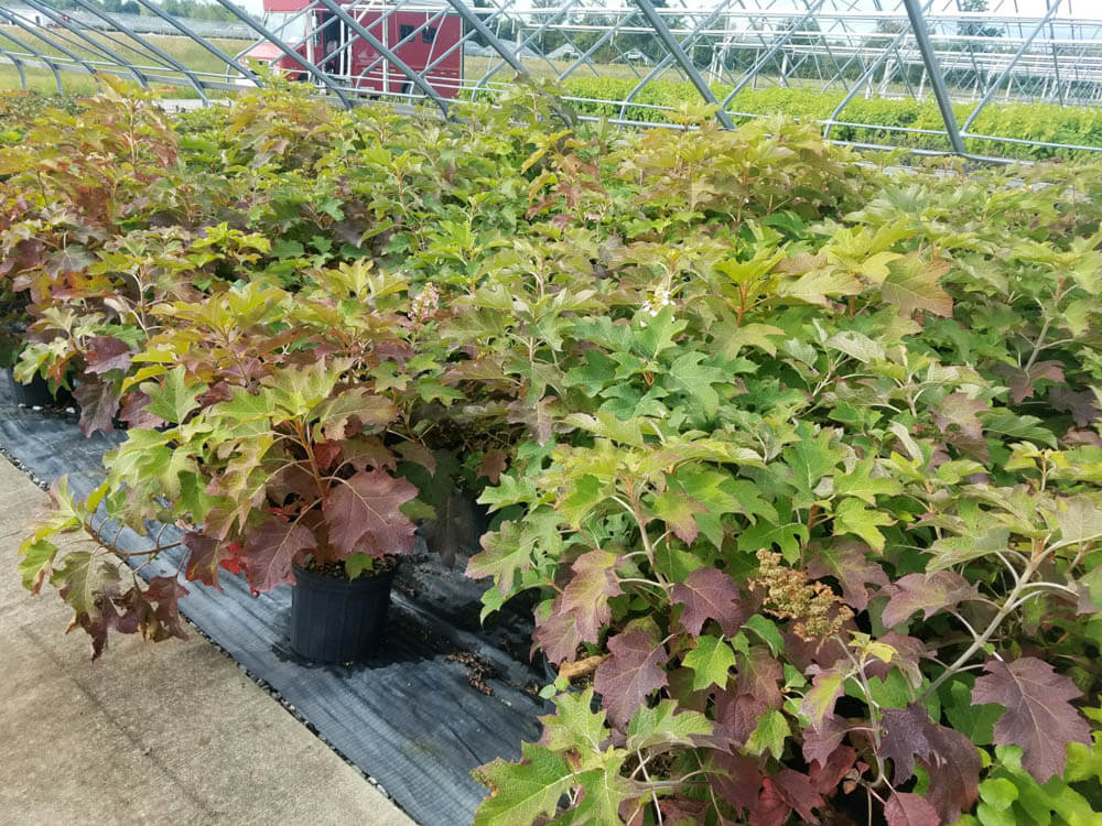 Hydrangea SnowqueenWeb