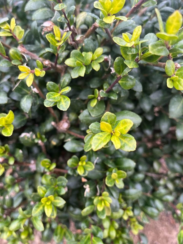 Ilex Northern Beauty 2Web