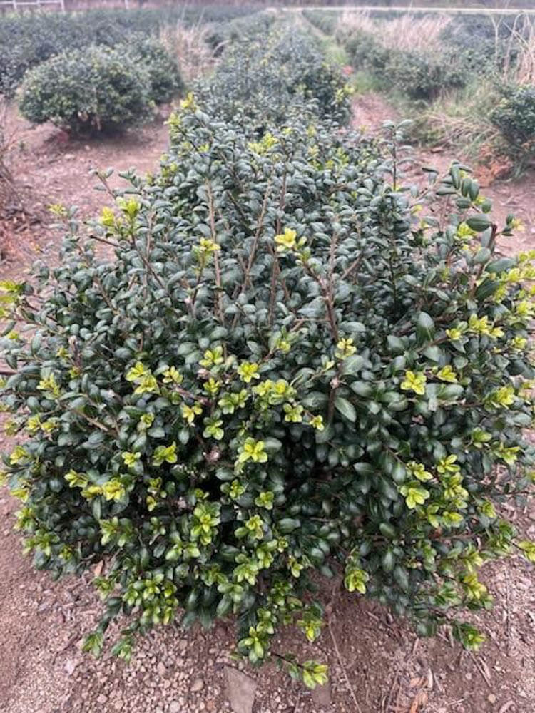 Ilex Northern BeautyWeb