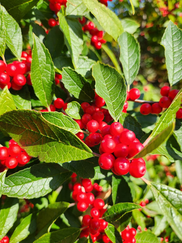 Ilex SparkleberryWeb