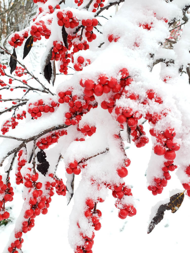 Ilex Winter Red 2Web