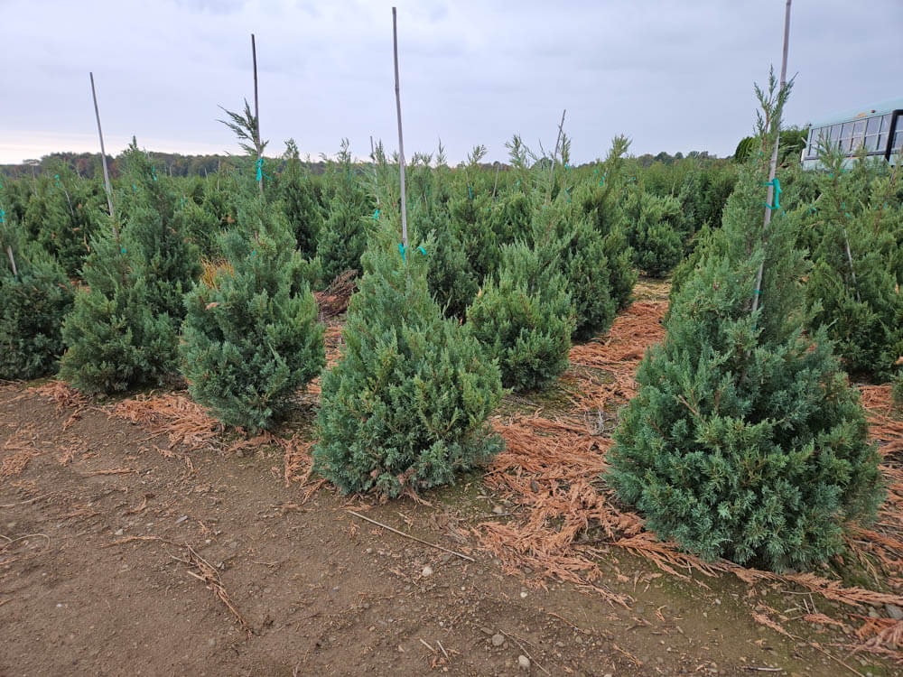 Juniper Glauca Hetzi StakedWeb