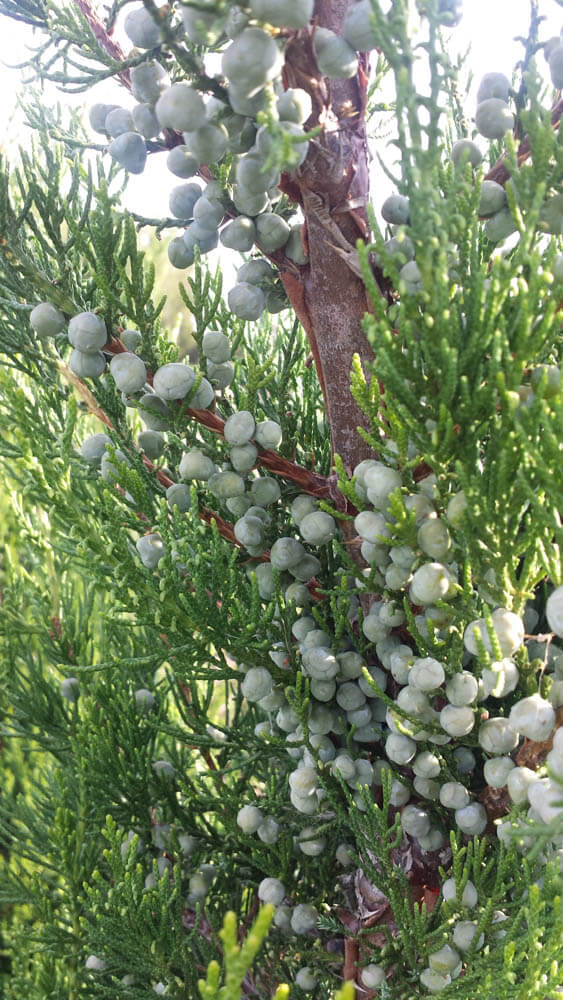 Juniper Hetz ColumnarisWeb